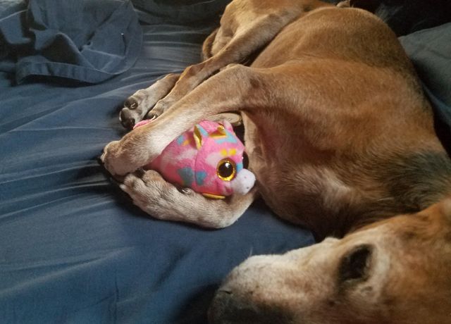 paco hugging a stuffed animal